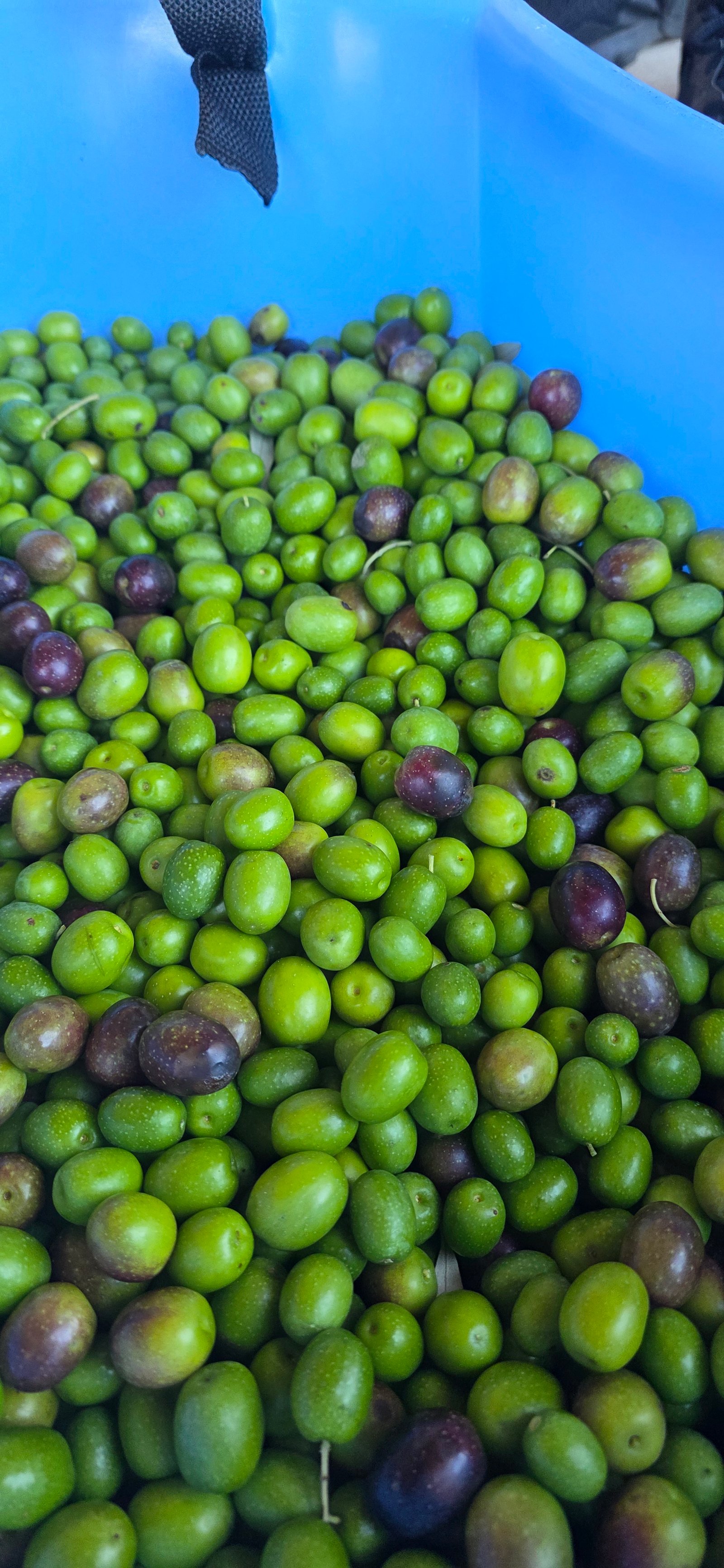 Olivas frescas recém colhidas
